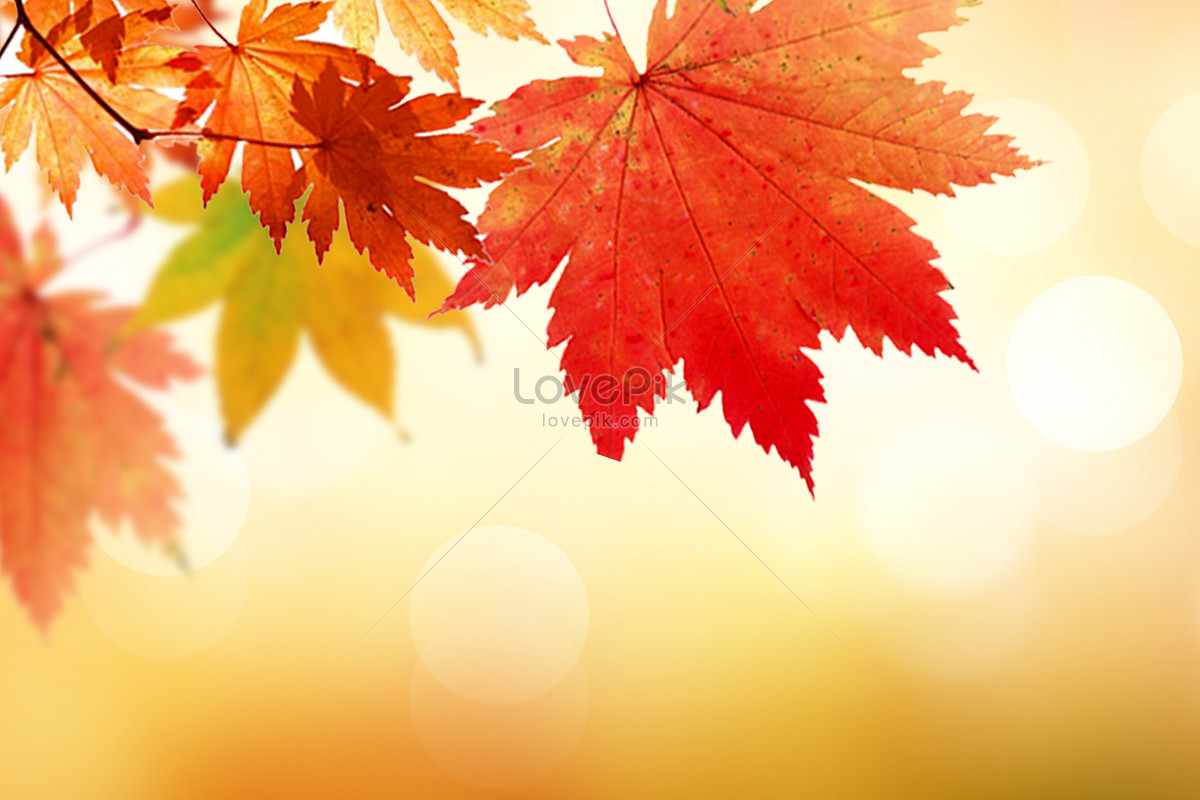 Mùa thu (Autumn): Mùa thu là thời điểm đẹp nhất trong năm với những cánh đồng lúa chín mênh mang, những cây cổ thụ rực rỡ và những con chim liệng thánh thót. Hãy điểm tên cho những nét đẹp tuyệt vời đó nhé: sắc đỏ của lá, màu vàng của trời, gió đong đưa cành cọ và những chiếc lá rơi lả tả.